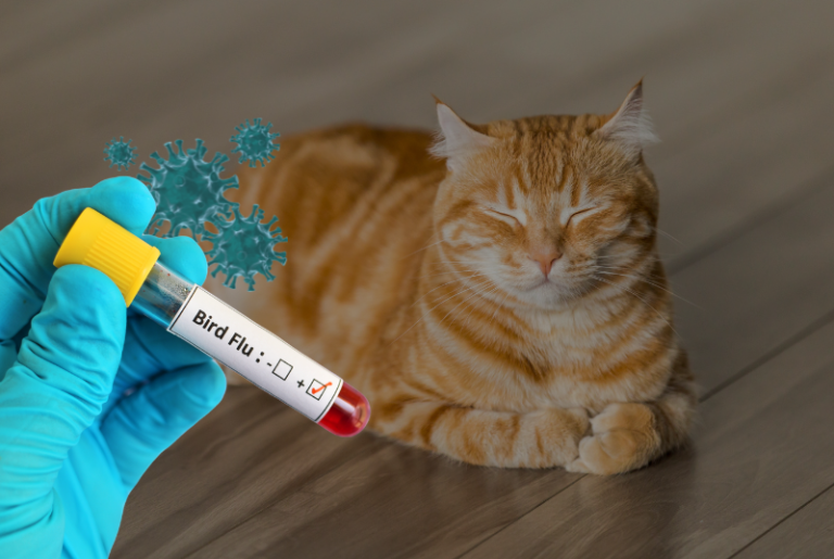 Llaman a la prevención ante caso de gripe aviar detectada en gato adoptado en Half Moon Bay