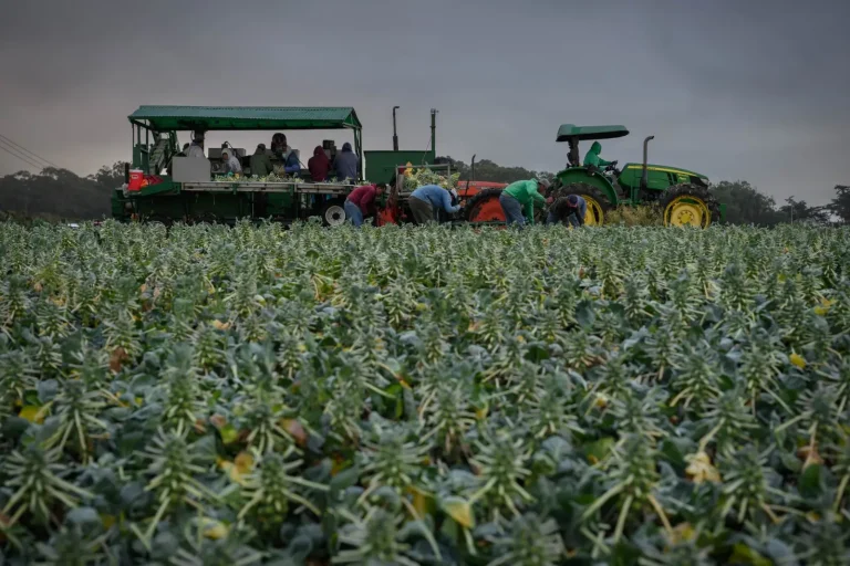 Productores agrícolas del condado de Santa Clara no tienen clara la política sobre ICE