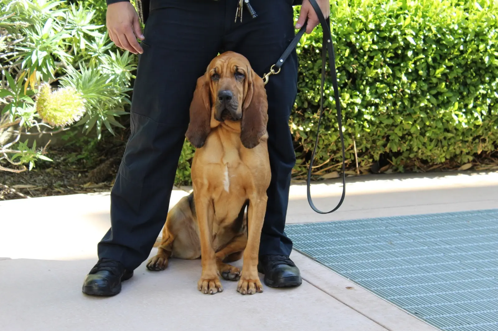 Hope, una sabueso de 18 meses, entrenada especialmente para la localización de personas desaparecidas se incorporó a la Unidad K-9 de la Oficina del Sheriff del Condado de San Mateo.