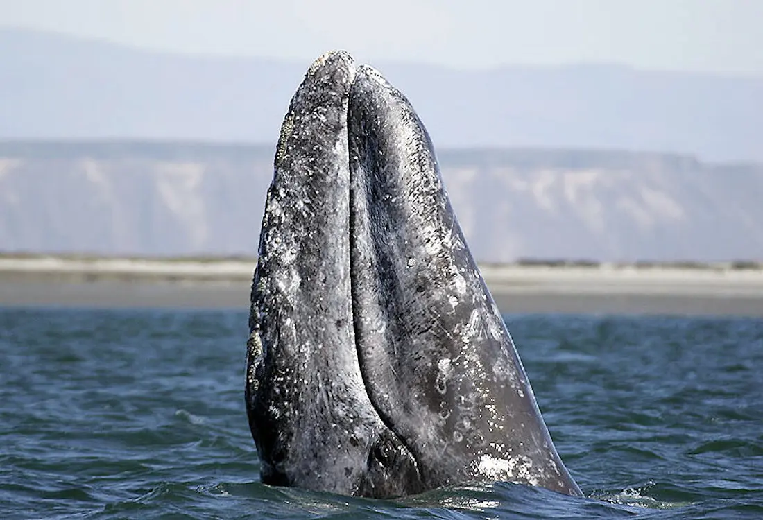 Cinco ballenas grises han muerto en la región del Área de la Bahía de San Francisco en la última semana, lo que eleva ese desafortunado número a más de una docena este año, dijo el miércoles la Academia de Ciencias de California.