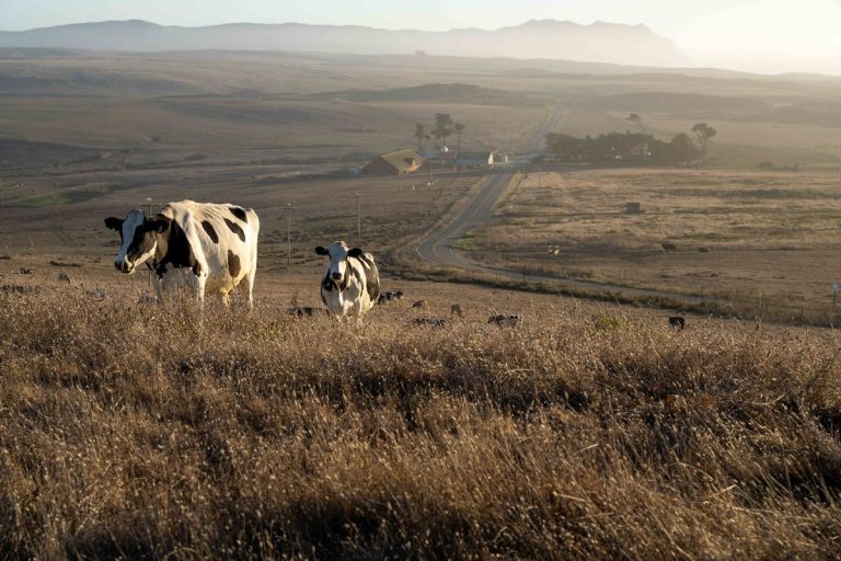 En Pt. Reyes, los trabajadores agrícolas observan cómo desaparecen las vacas y los empleos