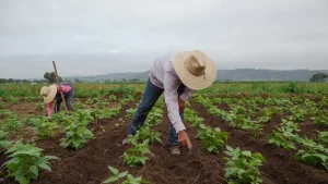 Políticas migratorias de Trump provocan bajas en la fuerza laboral