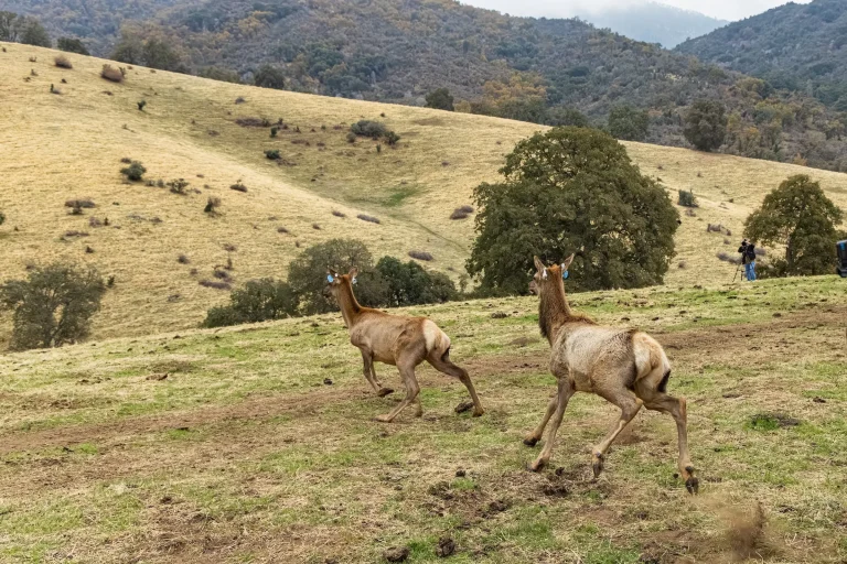 La tribu del río Tule recupera más de 17 mil acres y reintroduce el ciervo de Tule en tierras ancestrales