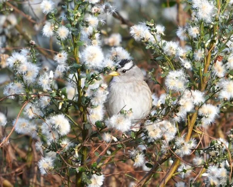 Naturaleza y lente: Midpen celebra 15 años de su Concurso de Fotografía con imágenes que capturan la esencia de los espacios abiertos