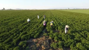 Ley en California protege a trabajadores agrícolas migrantes