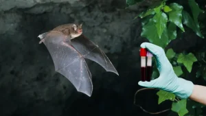 Murciélago con rabia es encontrado en el Portola Valley Town Center,