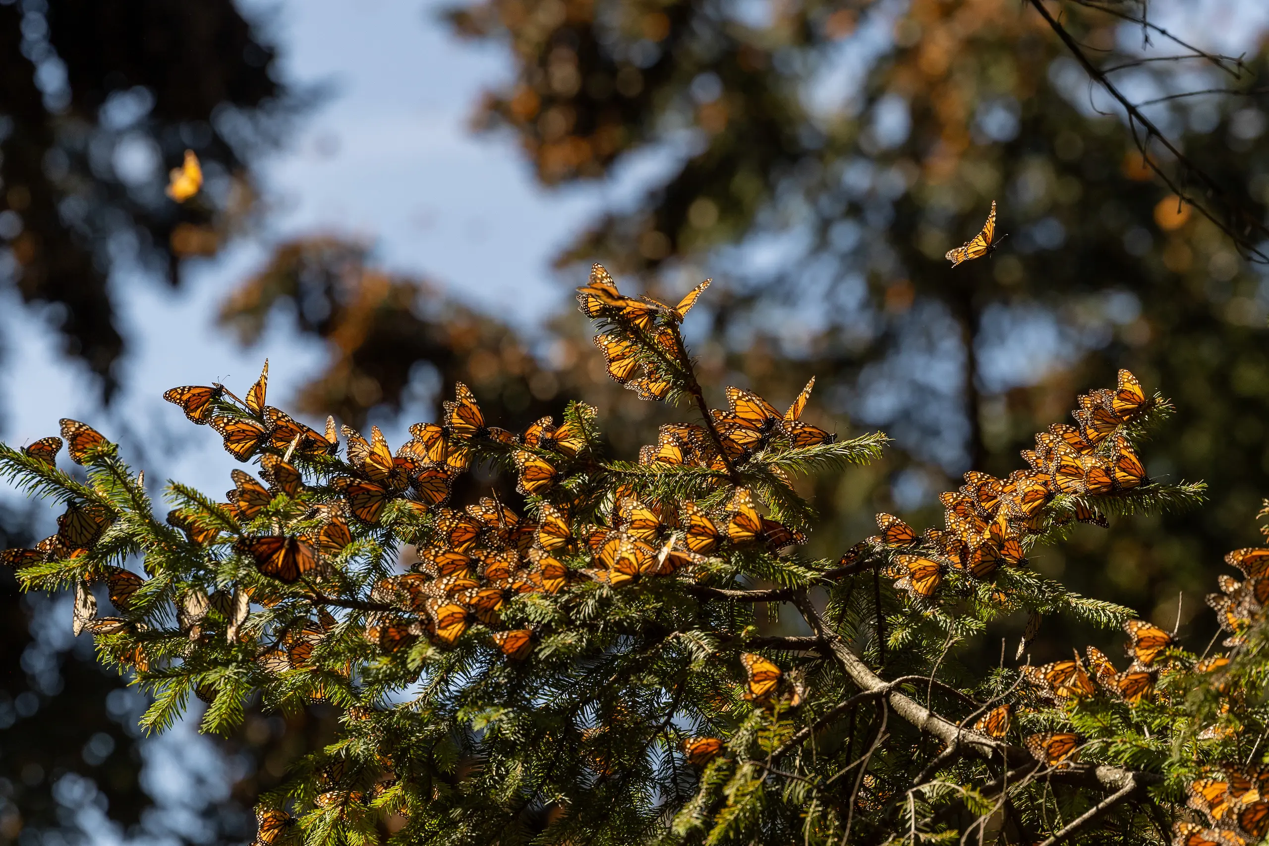 Estos santuarios forman parte de la Reserva de la Biósfera de la Mariposa Monarca, reconocida por la UNESCO por su importancia ecológica.