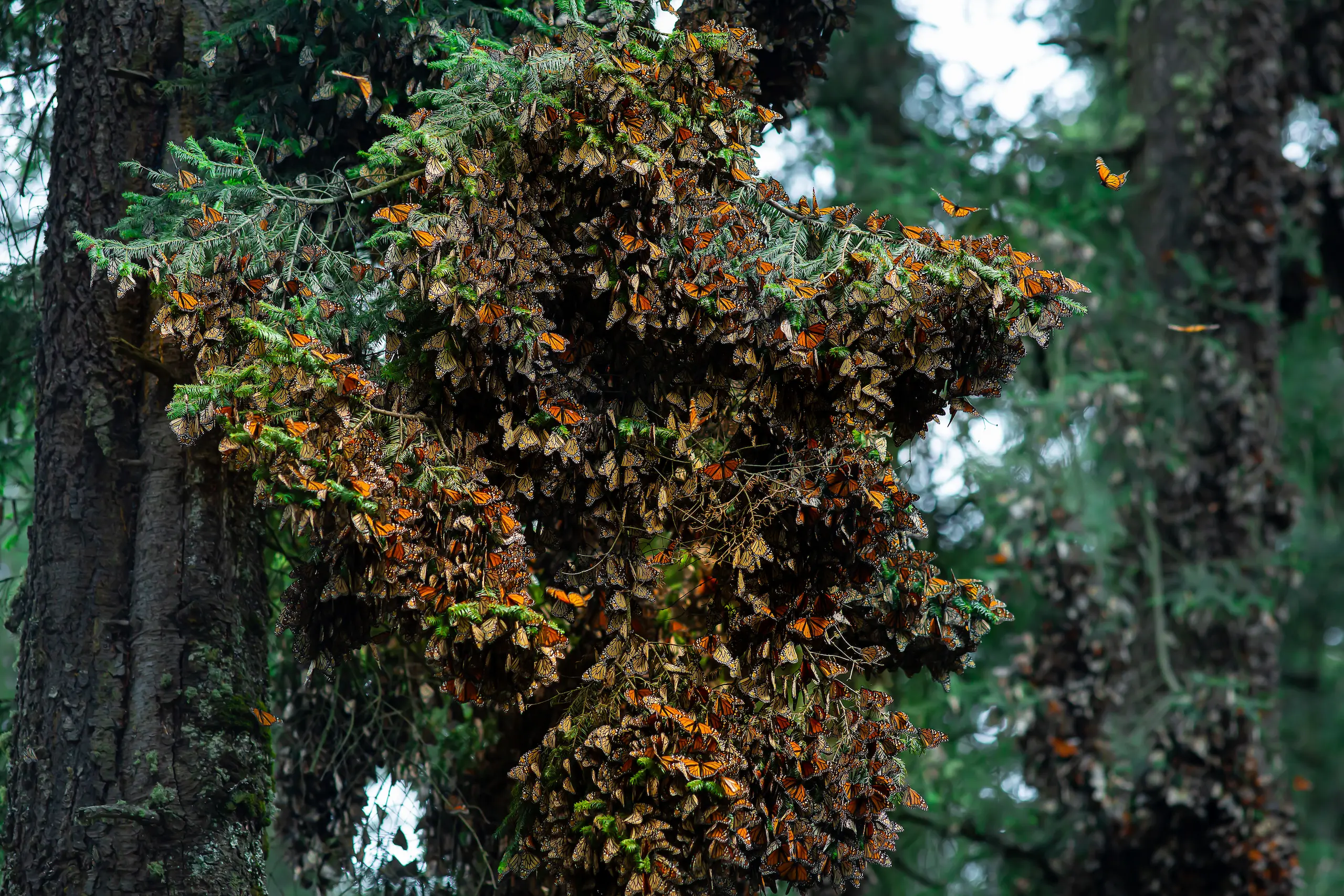 Cada año, millones de mariposas monarca recorren más de 4,000 kilómetros desde Canadá y Estados Unidos para refugiarse en los santuarios de Sierra Chincua y El Rosario, ubicados en Angangueo y Ocampo.