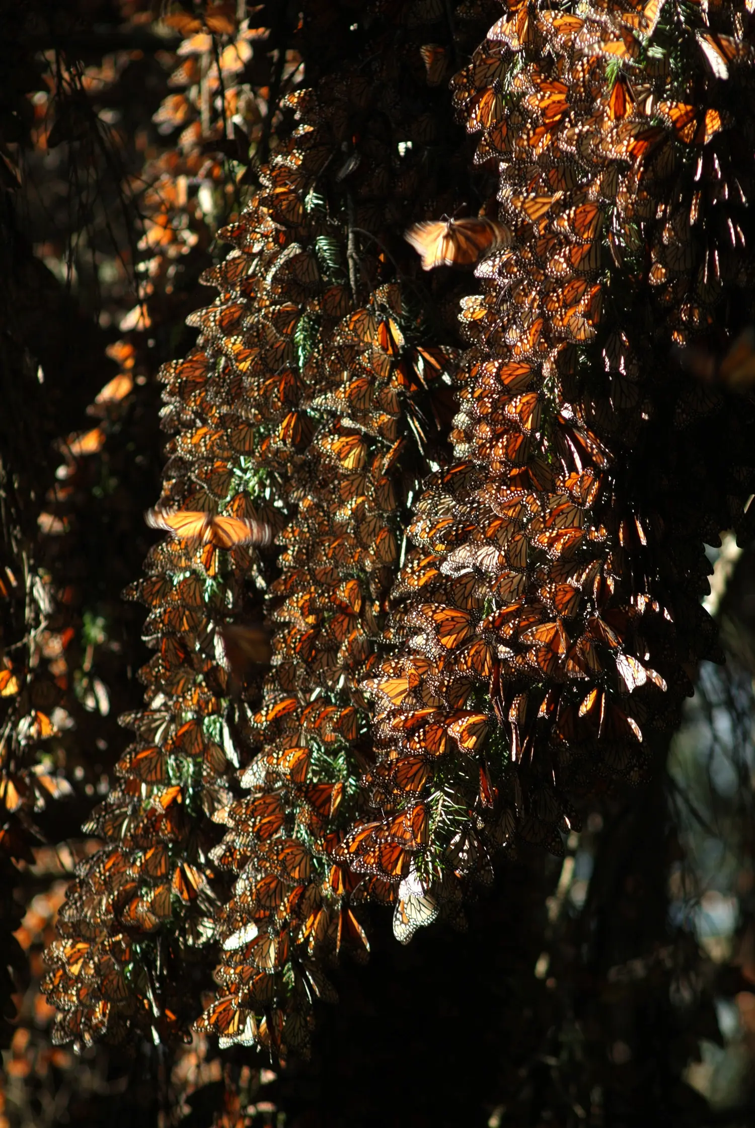 La secretaria de Turismo de Morelia, Thelma Aquique Arrieta, destacó que ambos atractivos —la ruta de la monarca y el ambiente navideño de Tlalpujagua— representan lo mejor de la identidad michoacana.
