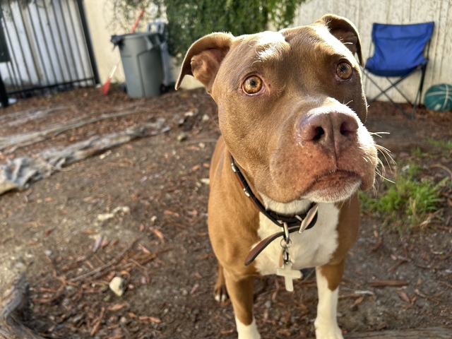 Shady, de 8 años, disfruta del parque para perros del sitio. El dueño de Shady pasó años enfrentando problemas de abuso de sustancias y falta de vivienda hasta que un equipo de asistencia social lo convenció de solicitar una vivienda de apoyo permanente.