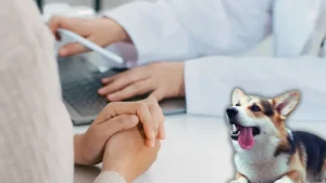 Programa de acogida para mascotas