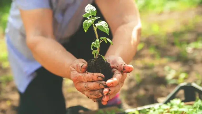 Half Moon Bay revisará proyecto de vivienda asequible para trabajadores agrícolas mayores