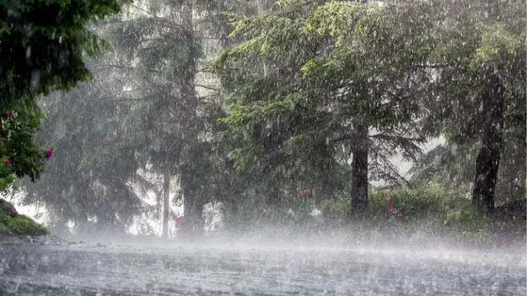 Aumenta presencia de insectos en robles de East Palo Alto tras lluvias recientes