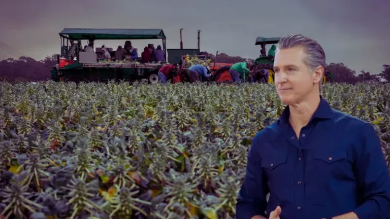 California reivindica a trabajadores agrícolas en medio de ofensiva antiinmigrante
