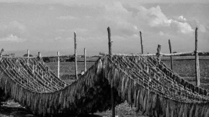 World Press Photo 2026