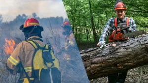 Sector forestal de California se encuentra buscando gente que se sume a la Iniciativa de Empleo del Sector Forestal de California, lanzada por la Asociación Forestal de California (Calforests) y CalFire