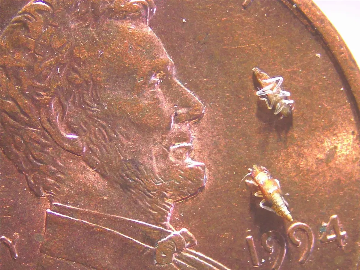El insecto representa una seria amenaza para la agricultura de California debido a que transmite la enfermedad de Pierce, una infección bacteriana mortal para las vides y capaz también de afectar cultivos de almendra, cítricos y plantas ornamentales.