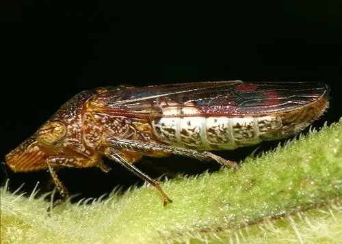 El insecto transmite la bacteria Xylella fastidiosa, responsable de la enfermedad de Pierce, la cual bloquea el flujo de agua dentro de las plantas hasta provocar su muerte.
