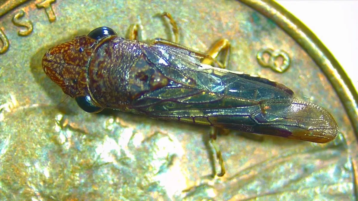Autoridades emitieron una alerta urgente después de detectar la presencia de Glassy-Winged Sharpshooter en plantas de vid comercializadas en tiendas Costco.