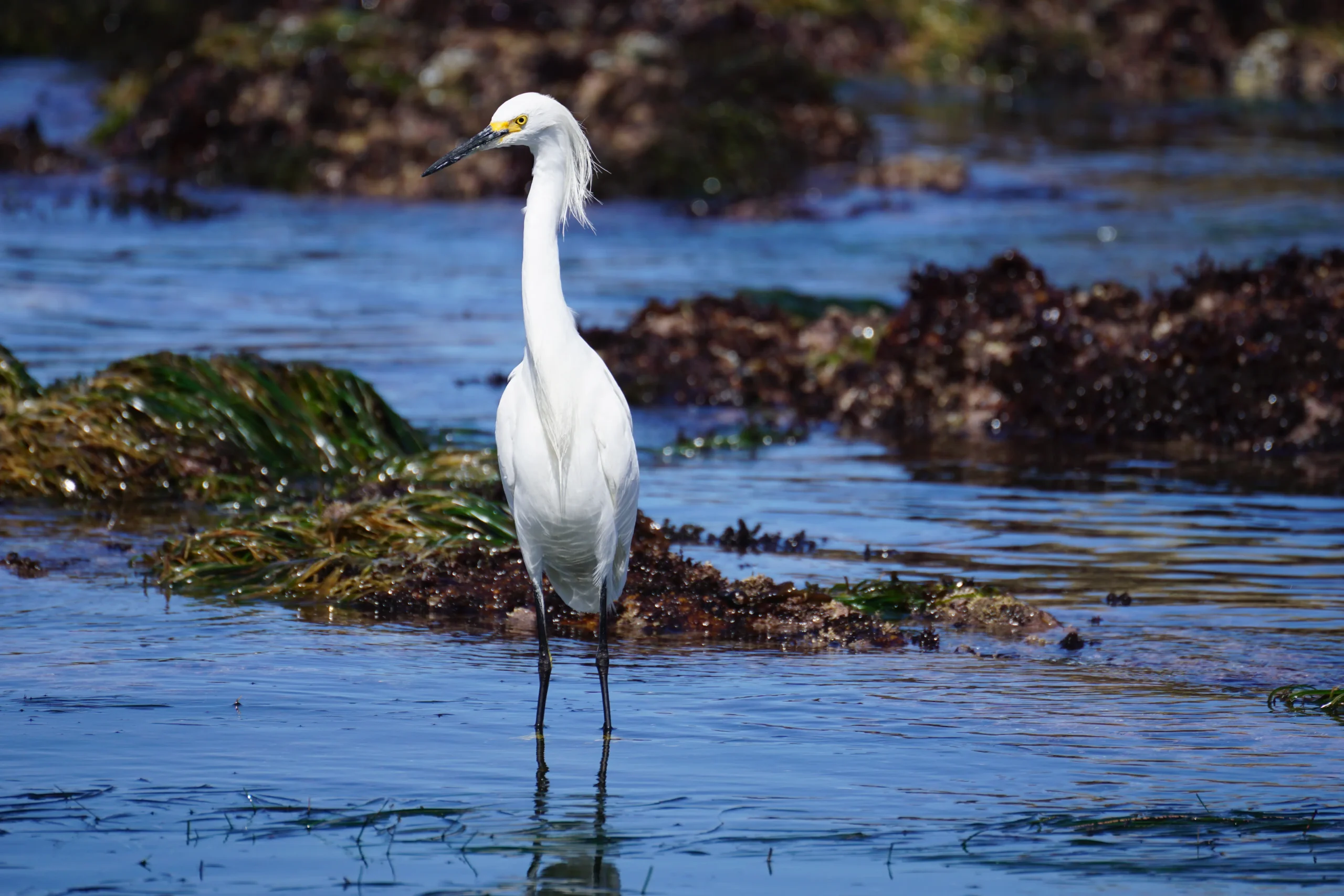 Los supervisores del condado de San Mateo advirtieron que una revisión federal podría debilitar la autoridad de California para las protecciones costeras. Foto: NOAA