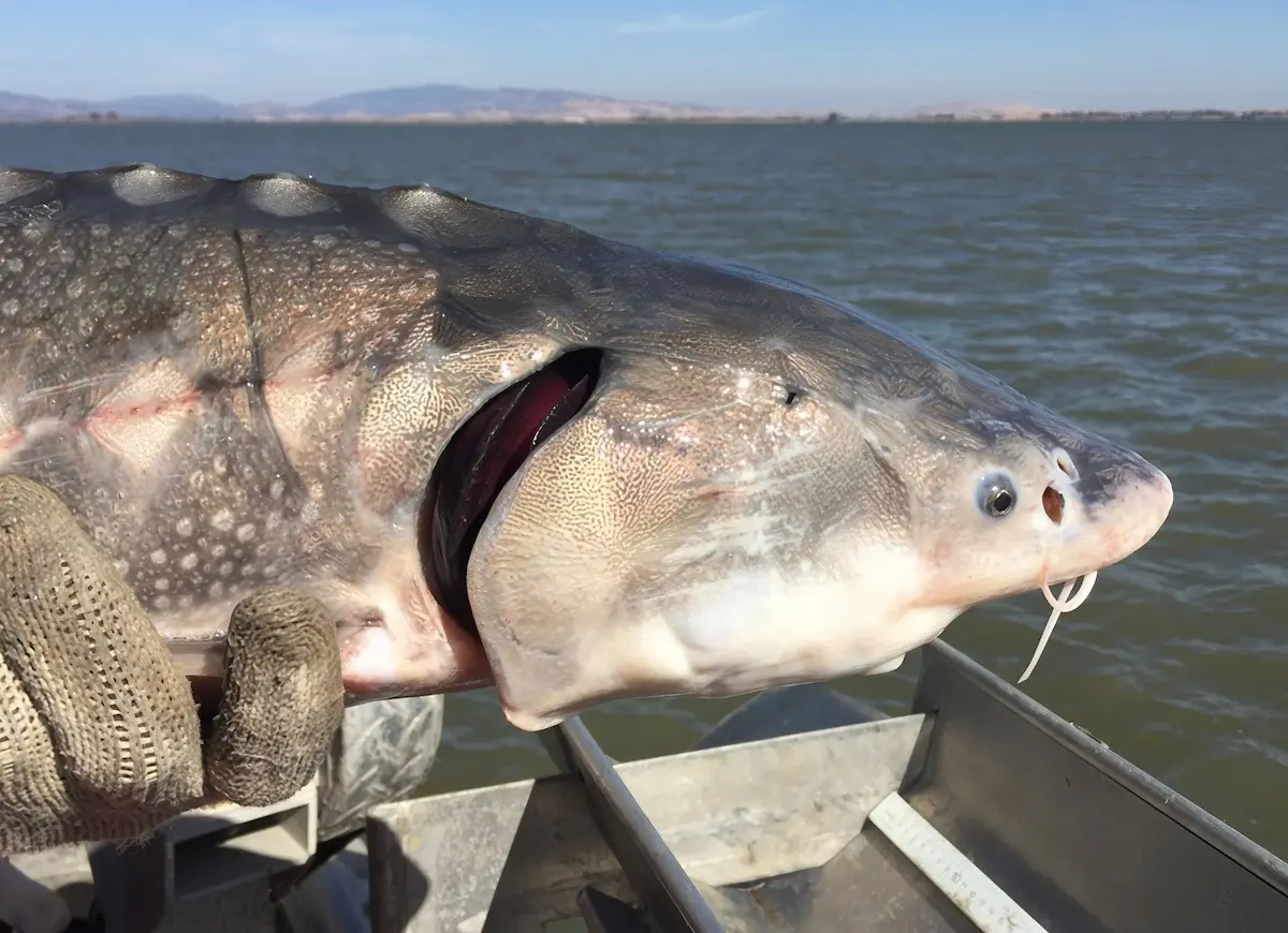 Organizaciones medioambientales y pesqueras demandaron al Departamento de Pesca y Vida Silvestre de California alegando que la agencia no cumplió con un informe para determinar si el esturión blanco de la bahía de San Francisco debería añadirse a la lista estatal de especies amenazadas o en peligro de extinción.